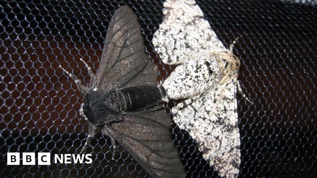 Famous Peppered Moth S Dark Secret Revealed Bbc News