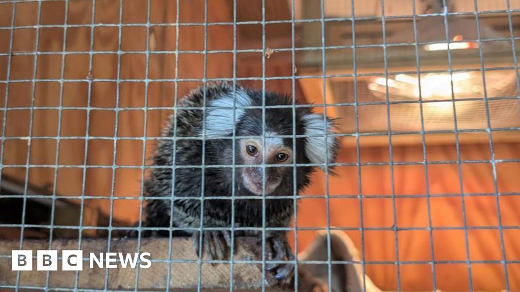 Monkey abandoned in laundry bag on London bus