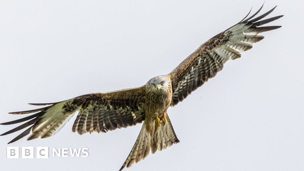 Red kite's poisoning investigated by Norfolk Police