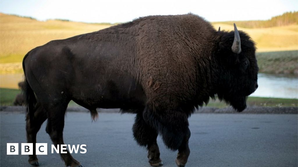 Man Gored By Bison Sees Date Undergo Same Fate Months Later c News