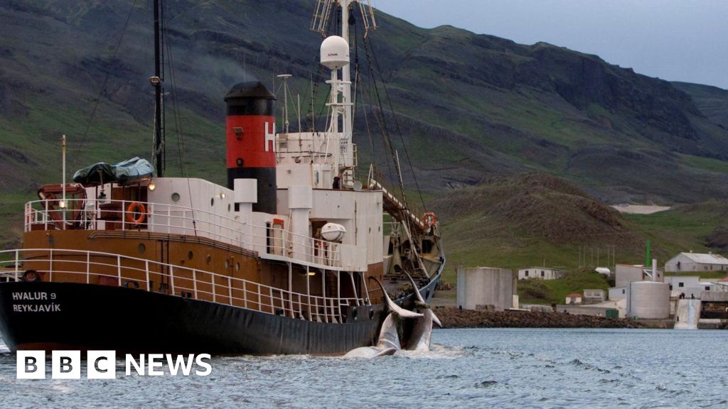 Исландия дава разрешение за лов на китове въпреки опасенията за хуманно отношение към животните