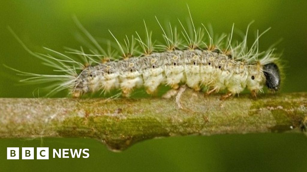 Toxic Caterpillars Spreading Beyond London Experts Warn Bbc News