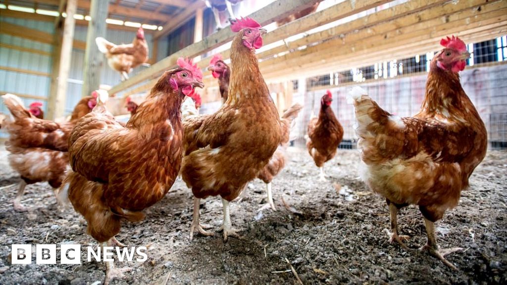 Avian Flu: Birds In Wales To Be Kept Indoors From 2 December