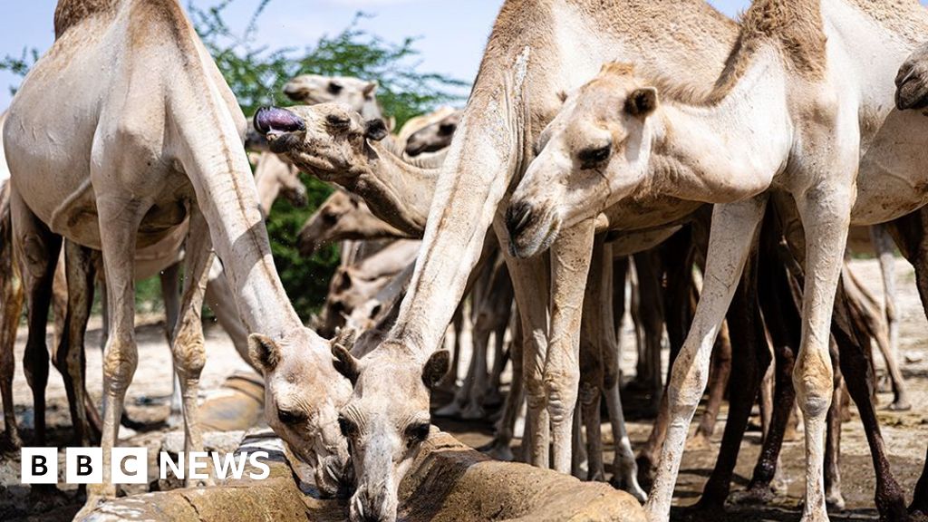 Climate change is turbo-charging Somalia’s problems - but there's still hope