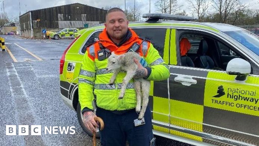 Lamb stranded on the M1 near Daventry for two days is resc-ewed 