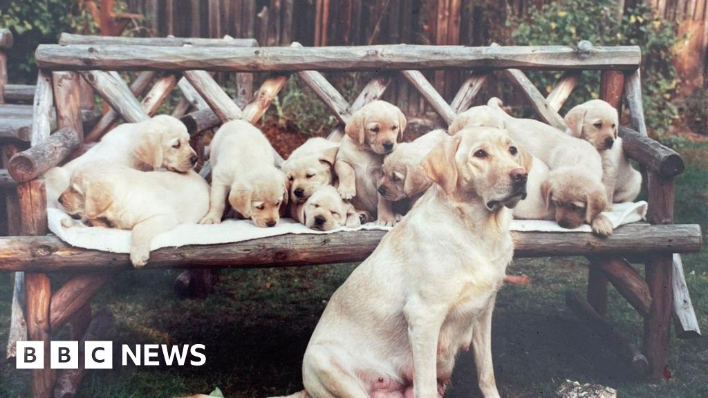 Bagaimana anjing Pemandu menjadikan Leamington Spa sebagai rumah tidak resmi