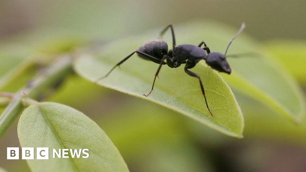 Ant Power Take A Ride On A Bus That Runs On Formic Acid    96689531 Gettyimages 53004184 