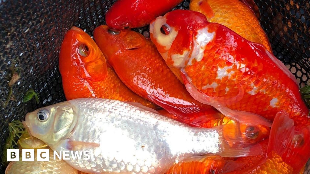 Dumped goldfish endangering native carp in lake