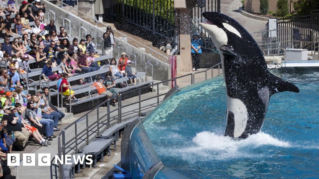 'Why I'm buzzing about visiting SeaWorld's killer whales' - BBC News