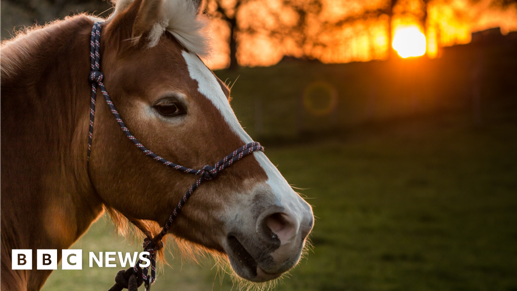 Loose horses cause safety issue on A338 at Odstock 