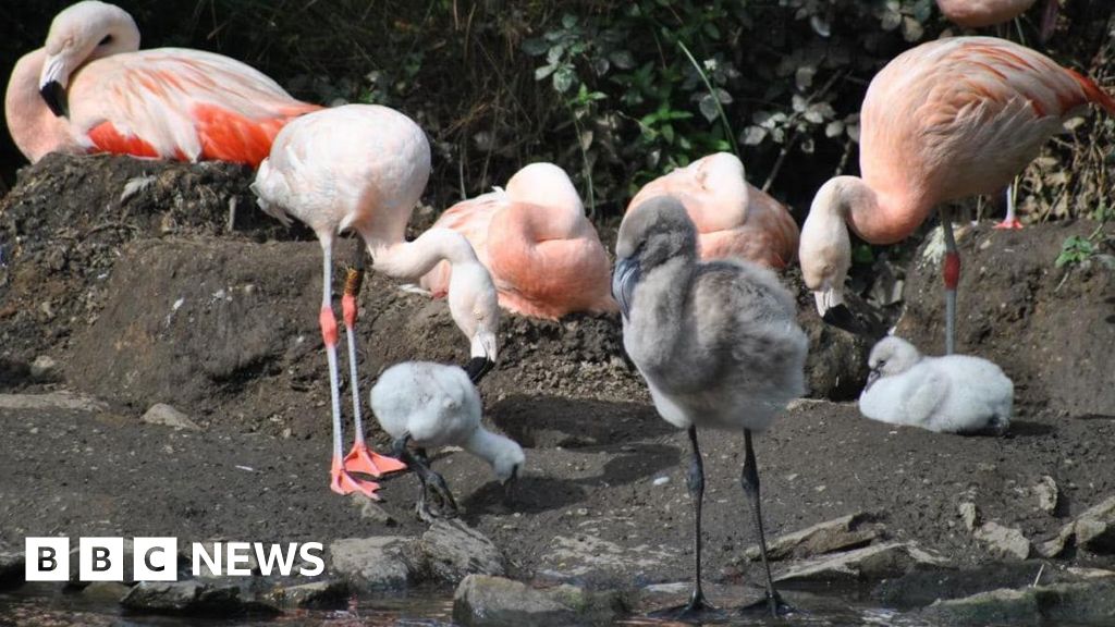 New flamingo chicks 'amazing turnaround' for park