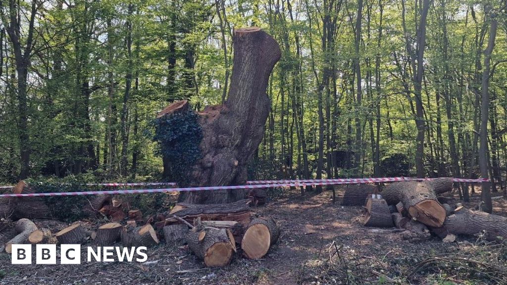 Police Investigate Criminal Cutting of Ancient Oak Tree in Enfield