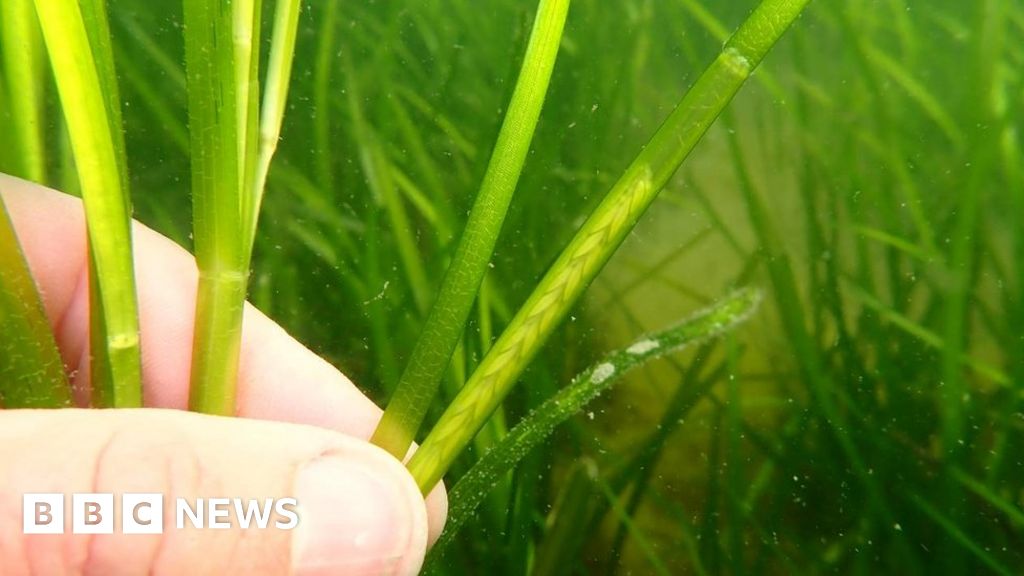 Seagrass restoration trials begin in Cornwall