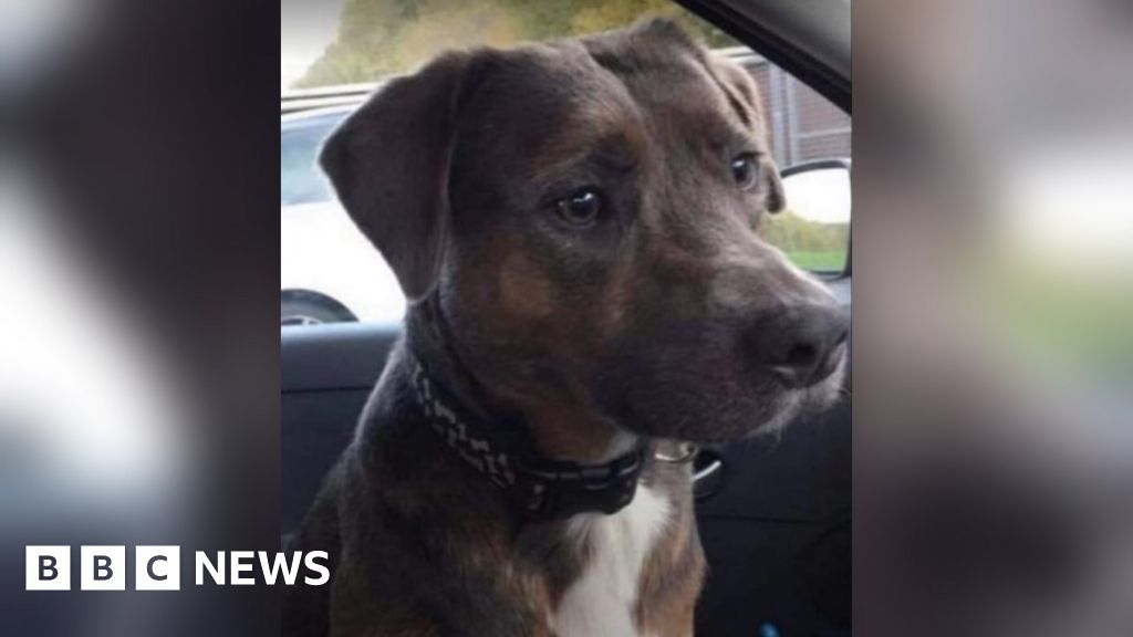 Chepstow Man Jailed For Kicking His Dog Diesel To Death Bbc News Chepstow Man Jailed For Kicking His Dog Diesel To Death Bbc News