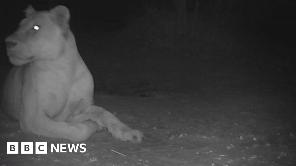 ‘Extinct’ lion spotted in Chad national park
