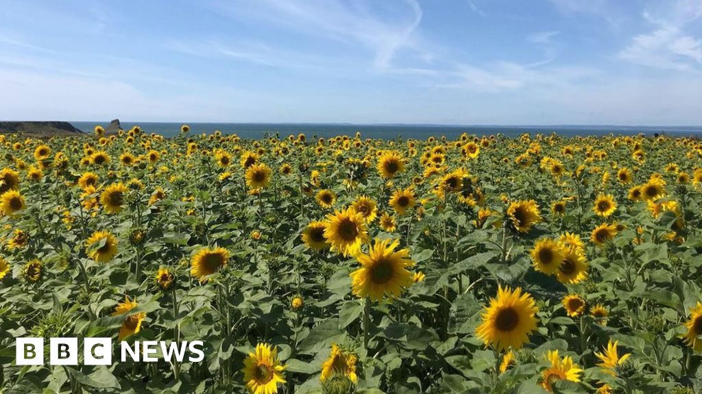Call for visitors to stop picking Rhossili Bay sunflowers BBC News