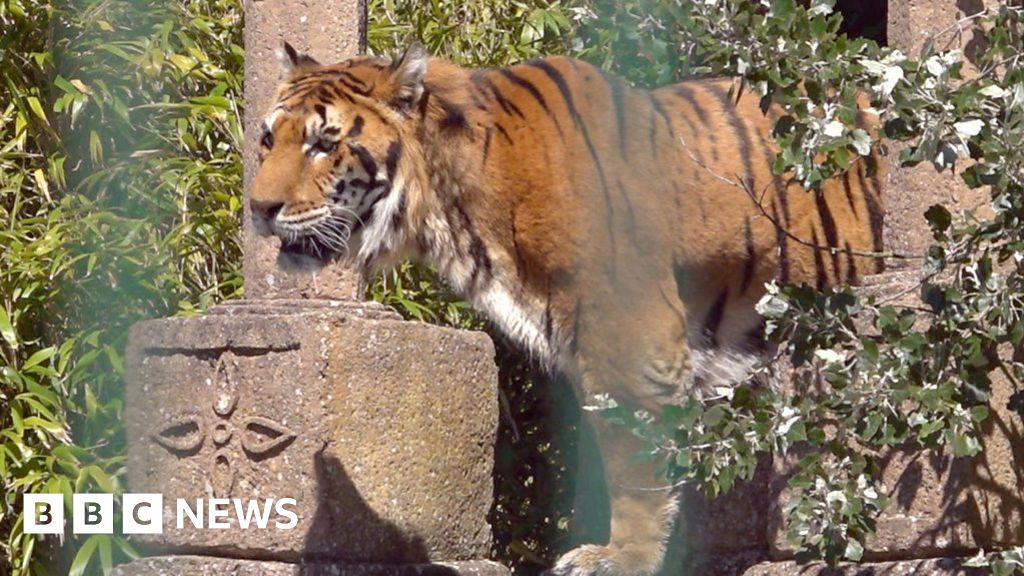 Five circus tigers rehomed on the Isle of Wight BBC News