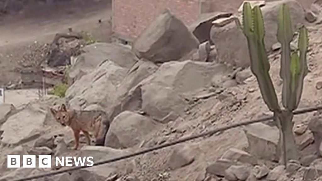 Peruvian family dog turns out to be a fox