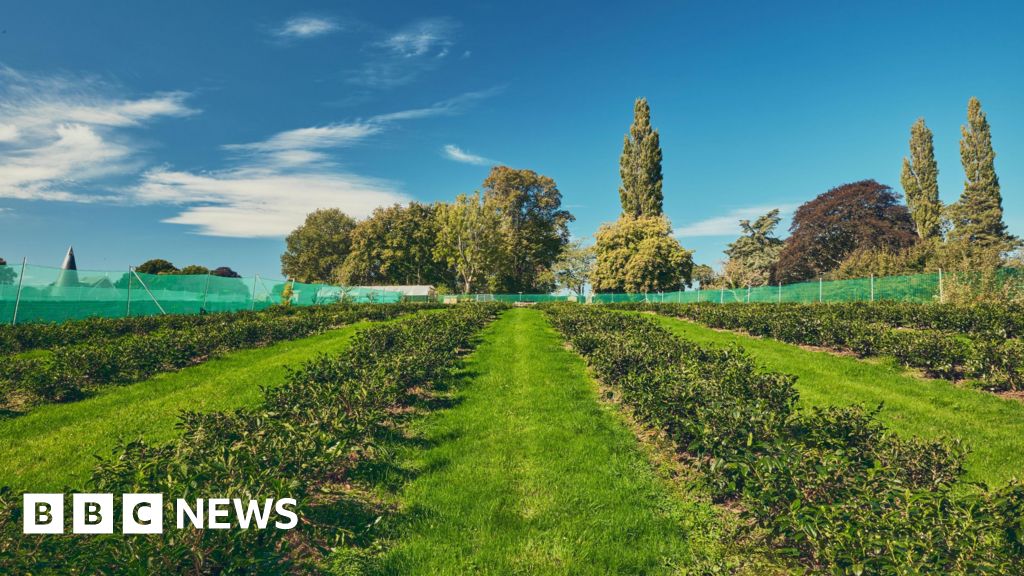 bbc.co.uk - Patrick Barlow - Mountfield estate ventures into tea production as region warms