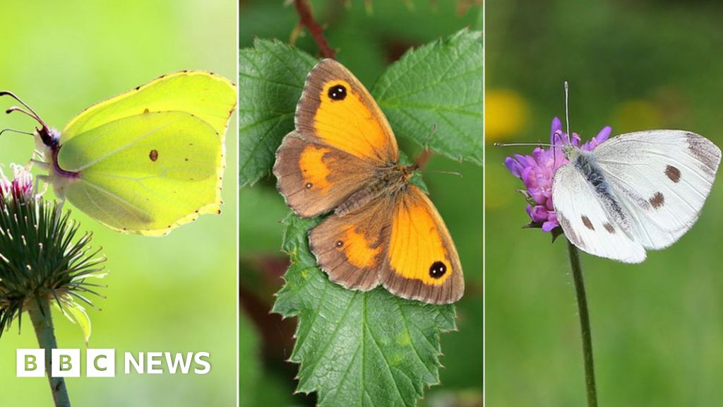 Top 10: World's largest butterflies - BBC Science Focus Magazine