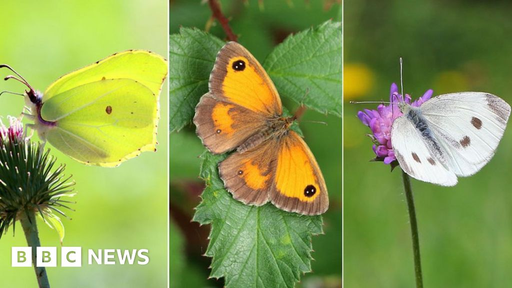 Big Butterfly Count Which Common UK Species To Look For BBC News Big Butterfly Count Which Common UK Species To Look For BBC News