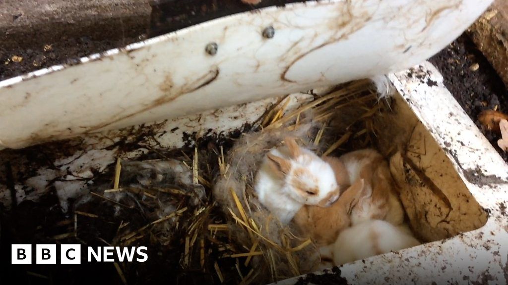 Baby bunnies born after disease devastates animals BBC News