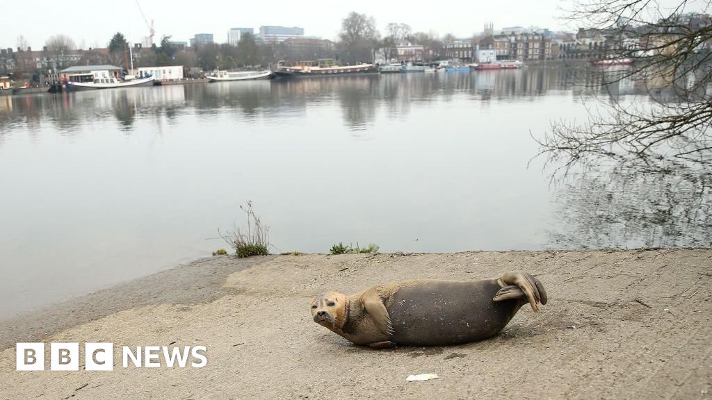 Thames: Thousands of seals making the estuary their home