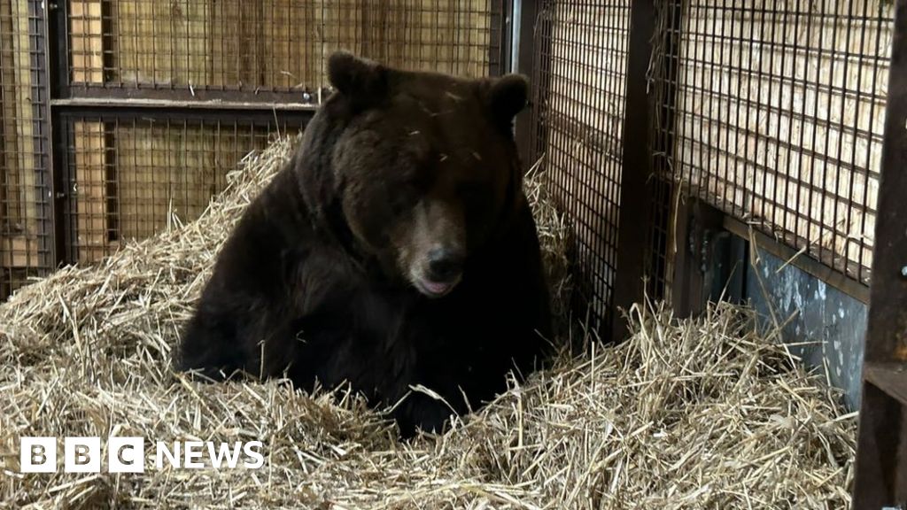 Rescued bear arrives in UK via Eurotunnel