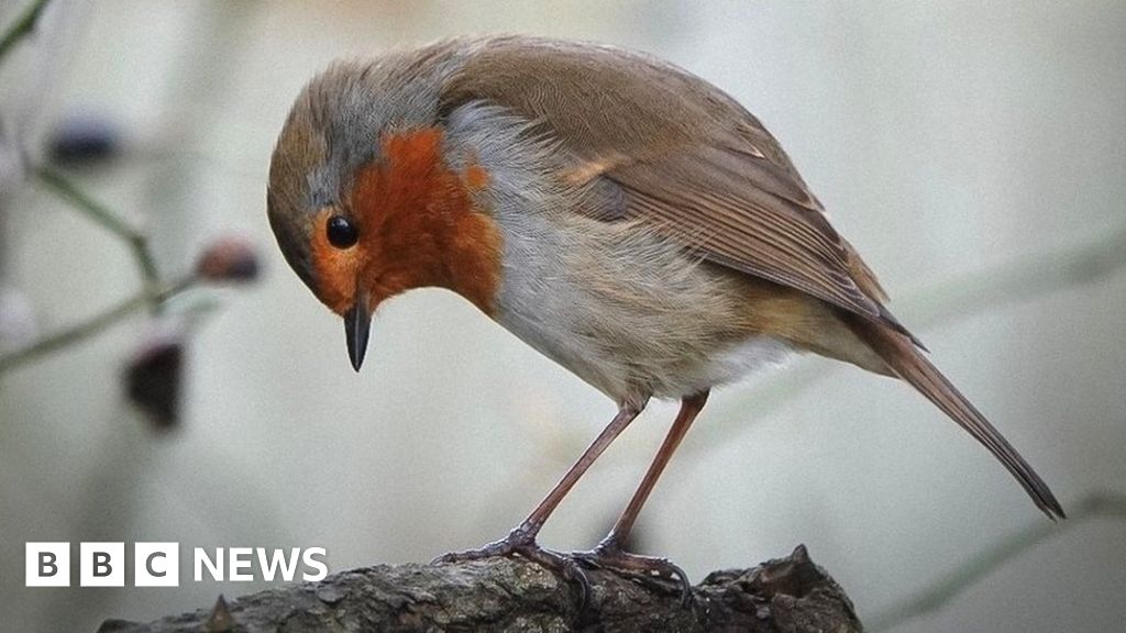 Dorset's Big Picture: 22 January - 28 January 2024 - BBC News