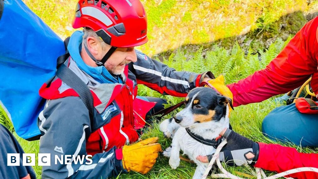 Dog rescued after 60m waterfall plunge near Moffat BBC News(01)
