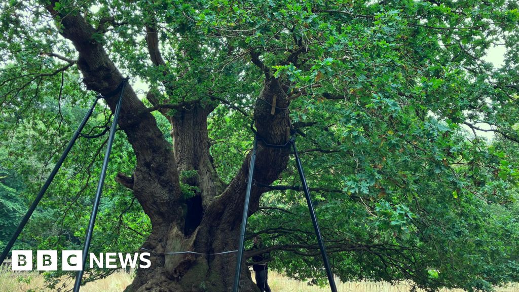 The Druids Oak is 800 years old - can it help save tomorrow's forests?
