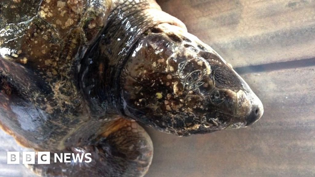 Bristol Aquarium gives lifesaving help to sea turtle BBC News