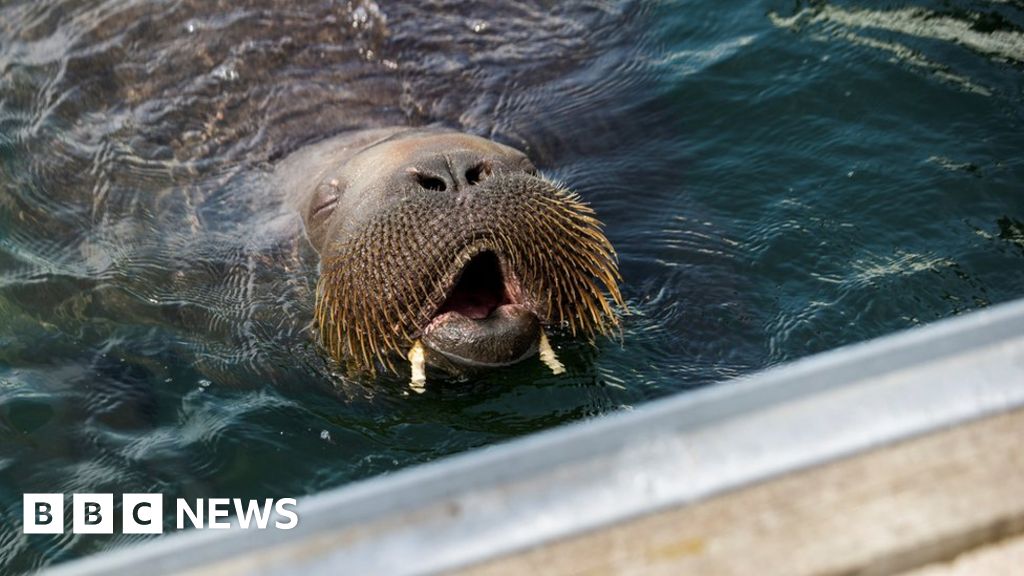 Freya the 600-kg walrus causes a stir in Norway