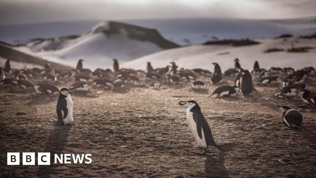 Antarctic island hits record temperature of 20.75C