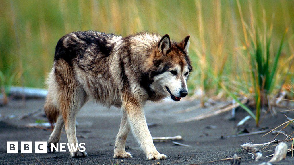 An American toddler was killed by a wolf-dog hybrid in Alabama