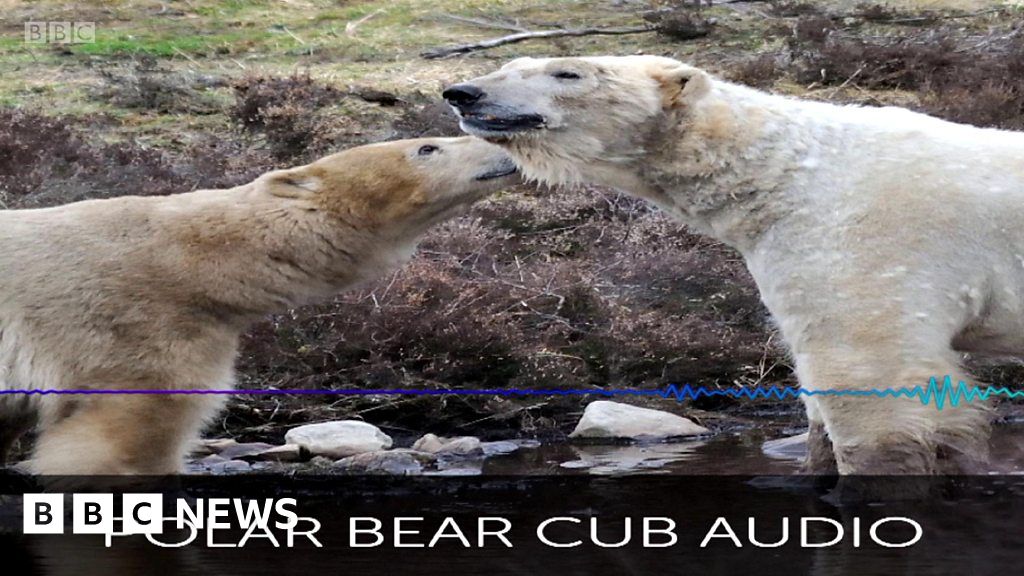 Polar bears captured on collar cams - BBC News