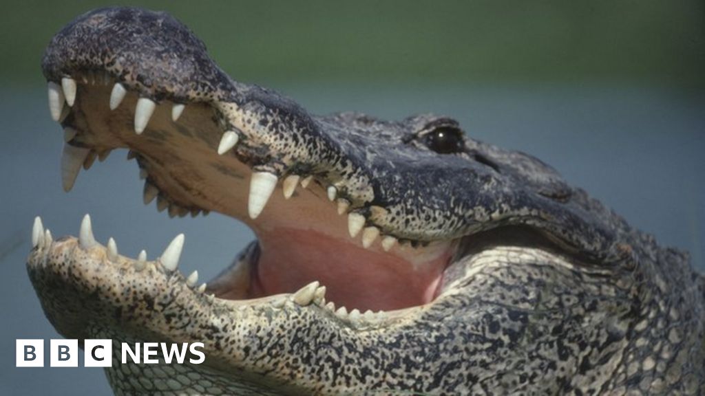 Идентифицирано е тялото на жена, намерено в челюстите на 13-футов алигатор от Флорида