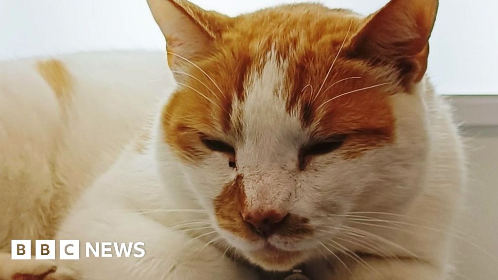 Trowbridge locals hit social media to discuss Tesco cat BBC News