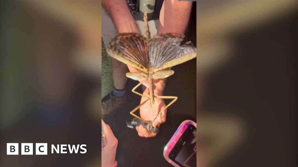 Watch: Huge stick insect discovered in Australia