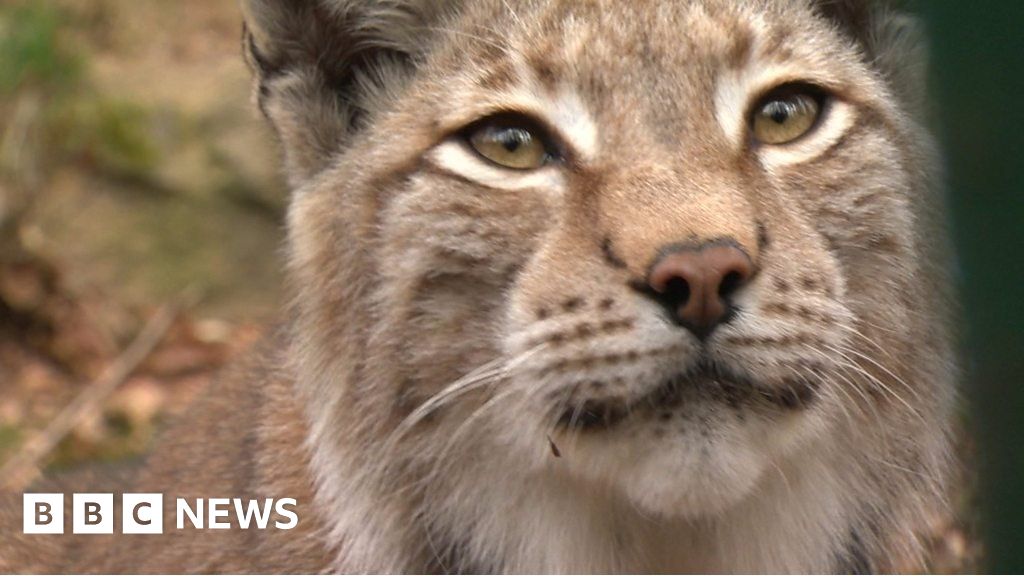 Escaped Borth lynx �evades capture� after sightings BBC News Escaped Borth lynx �evades capture� after sightings BBC News
