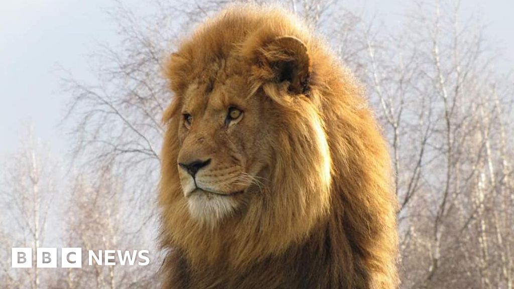 Knowsley Safari Park lion killed by lionesses in fight - BBC News