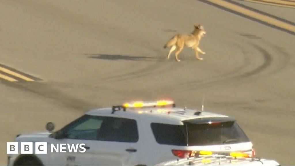 Coyote gets chased through airport tarmac in Los Angeles