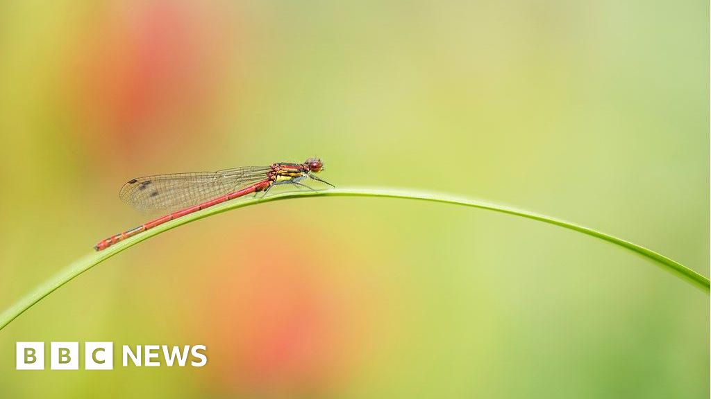 bbc.co.uk - Evie Lake - Teesside pilot to improve primary school outdoor learning
