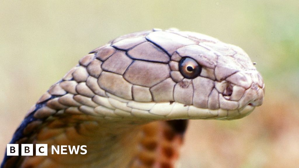 Cobras among Northern Ireland's 'wild dangerous' pets - BBC News
