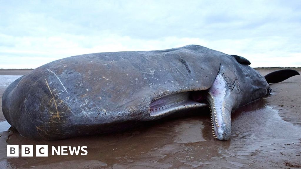 Stranded whales: Numbers on the rise around UK shores