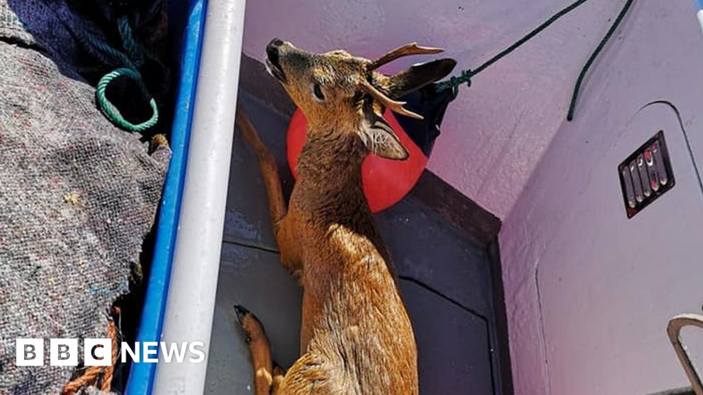 Deer rescued from sea by fisherman off Cornwall BBC News
