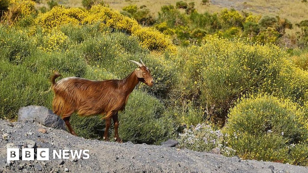 Italian island offers rampant goats up for adoption
