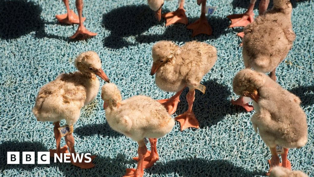 Flamingos Abandon 2 000 Chicks At Dried Out South Africa Dam Bbc