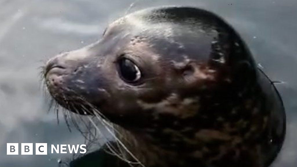 Seal Pups Rescued In County Down Released Back Into The Wild Bbc News