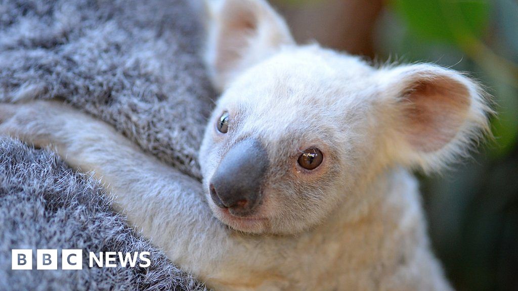 Australian Zoo Asks For Help Naming Rare White Koala, Smart News